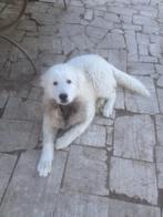 MAREMMA REUTJE, België, Particulier, Rabiës (hondsdolheid), 15 weken tot 1 jaar