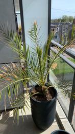 Dadelpalm zonder pot, Ophalen of Verzenden