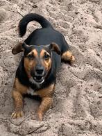 Jack Russel dekreu NIET TE KOOP, Dieren en Toebehoren, 6 jaar of ouder, Rabiës (hondsdolheid), Reu, Eén hond