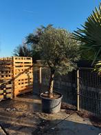 Olijfbomen aanbieding mooie maat  mooi gelijk super prijs, Tuin en Terras, Volle zon, Ophalen of Verzenden, 100 tot 250 cm, Olijfboom