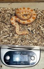 1.1 Heterodon nasicus, Dieren en Toebehoren, Reptielen en Amfibieën, Slang, 3 tot 6 jaar