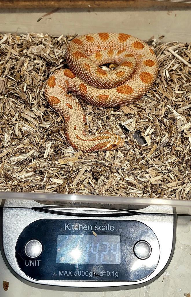1.1 Heterodon nasicus, Dieren en Toebehoren, Reptielen en Amfibieën, Slang, 3 tot 6 jaar