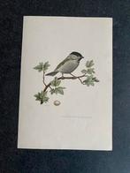 10 prenten zangvogels 16,5x24 cm samen 20 euro oa keep, Antiek en Kunst, Ophalen of Verzenden, Natuur en Biologie