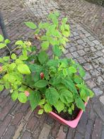 4 frambozen planten roze en gele zitten frambozen aan, Tuin en Terras, Planten | Tuinplanten, Ophalen, Zomer, Volle zon