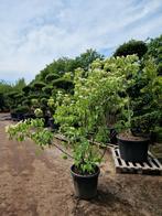 Cornus kousa Witte kornoelje, Tuin en Terras, Planten | Bomen, Ophalen, Volle zon, Overige soorten