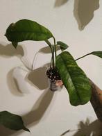 Epipremnum giganteum tricolor, Ophalen of Verzenden