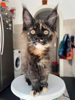 Maine Coon poesje Kira met stamboom, Poes, Gechipt, 0 tot 2 jaar