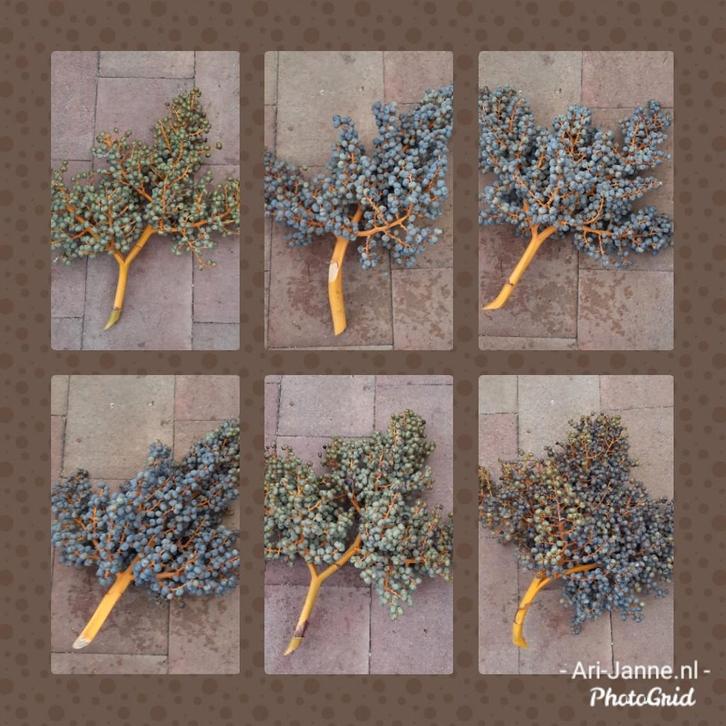 Verse, volle, grote dadeltakken, tak, krans, toef, groendeco, Huis en Inrichting, Woonaccessoires | Overige, Nieuw, Ophalen of Verzenden