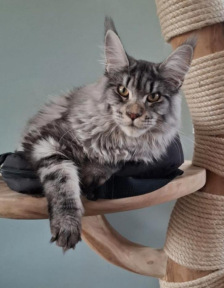 Maine Coon Dekkater | Ragnar, Dieren en Toebehoren, Katten en Kittens | Dekkaters
