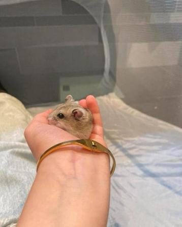 Chinese dwerghamster beschikbaar voor biedingen