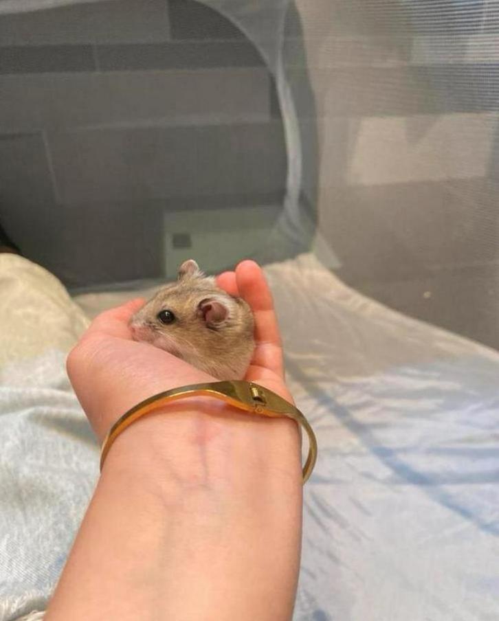 Chinese dwerghamster, Dieren en Toebehoren, Knaagdieren, Mannelijk, Hamster, Mei