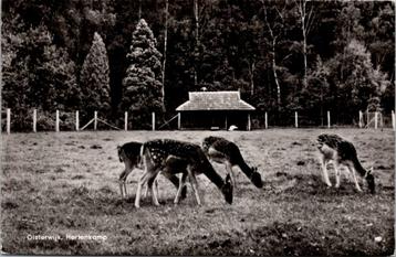 Oisterwijk - Hertenkamp (1963) beschikbaar voor biedingen