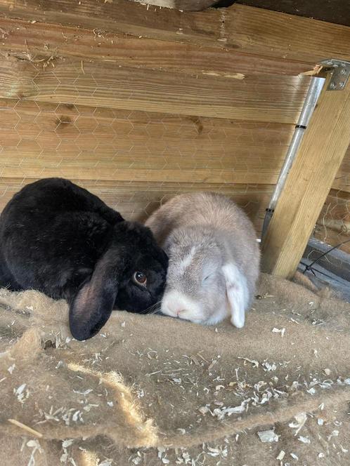 Gezocht een goed huis., Dieren en Toebehoren, Konijnen, Mannelijk