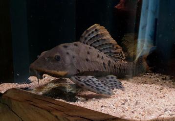 L095 Orange Cheek pleco 