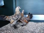 Sabelpoot krielkip | Jonge, kleine kippen | Passend advies!, Dieren en Toebehoren, Pluimvee, Meerdere dieren, Kip