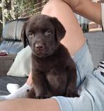Donkerbruine labrador pups ( reutje), Dieren en Toebehoren, Honden | Retrievers, Spaniëls en Waterhonden, Reu, CDV (hondenziekte)