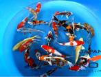 seizoenopruiming Jonge Japankoi extra korting, Karper of Koi
