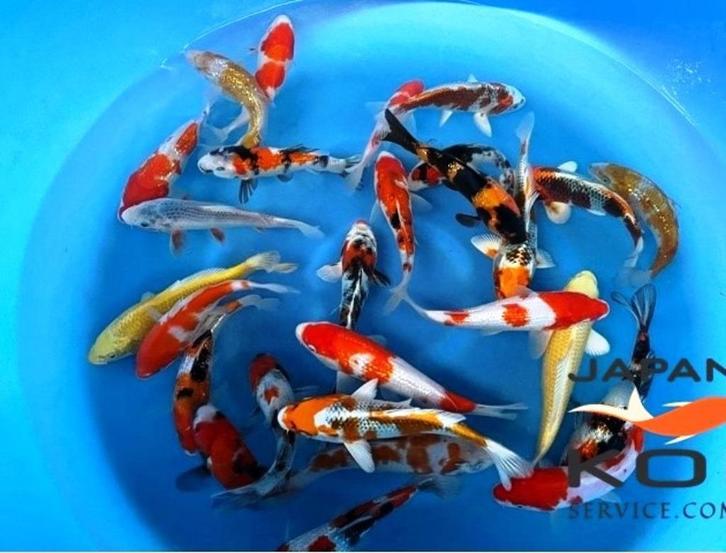 seizoenopruiming Jonge Japankoi extra korting, Dieren en Toebehoren, Vissen | Vijvervissen, Karper of Koi