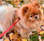 Pomeriaan bearface dekreu Louise Vuitton😍❤️🥰 ️, Dieren en Toebehoren, Honden | Poolhonden, Keeshonden en Oertypen, Reu, Eén hond