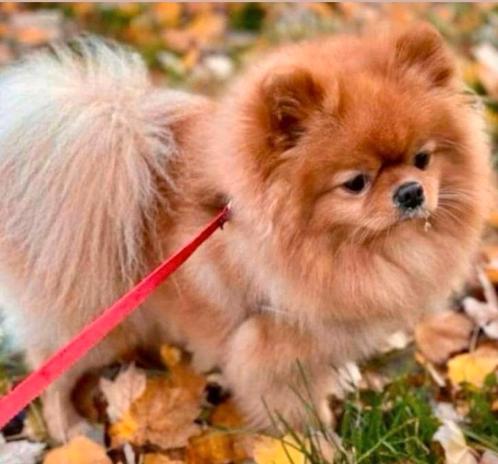 Pomeriaan bearface dekreu Louise Vuitton😍❤️🥰 ️, Dieren en Toebehoren, Honden | Poolhonden, Keeshonden en Oertypen, Reu, Particulier