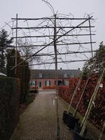 Lei-Sierpeer salicifolia 'Pendula', Ophalen, Lente, Volle zon, Leiboom