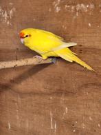 Koppel kakarikies, Dieren en Toebehoren, Vogels | Parkieten en Papegaaien, Meerdere dieren, Parkiet, Geringd