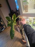 Philodendron bipennifolium Violin stekken, Huis en Inrichting, Kamerplanten, Ophalen of Verzenden, Halfschaduw, Minder dan 100 cm