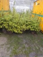 Kerstbomen, Tuin en Terras, Ophalen, Overige soorten, Minder dan 100 cm