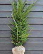Taxus Baccata haagplanten, Tuin en Terras, Planten | Bomen, Ophalen of Verzenden, Bloeit niet, Halfschaduw, Overige soorten