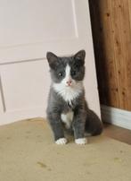 Kittens, Dieren en Toebehoren, Meerdere dieren, Ontwormd