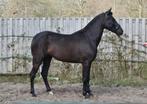 Super mooie pre/Andalusier zwarte merrie., Dieren en Toebehoren, Paarden, Merrie, Dressuurpaard, 0 tot 2 jaar, 160 tot 165 cm