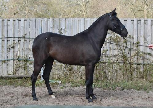 Super mooie pre/Andalusier zwarte merrie., Dieren en Toebehoren, Paarden, Merrie, Onbeleerd, 160 tot 165 cm, 0 tot 2 jaar, Dressuurpaard