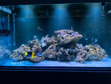 Aquarium led verlichting beschikbaar voor biedingen