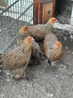4 brahma groot hennen, Vrouwelijk, Kip