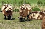 Bonte ooien, Dieren en Toebehoren, Schapen, Geiten en Varkens, Schaap, Vrouwelijk, 0 tot 2 jaar