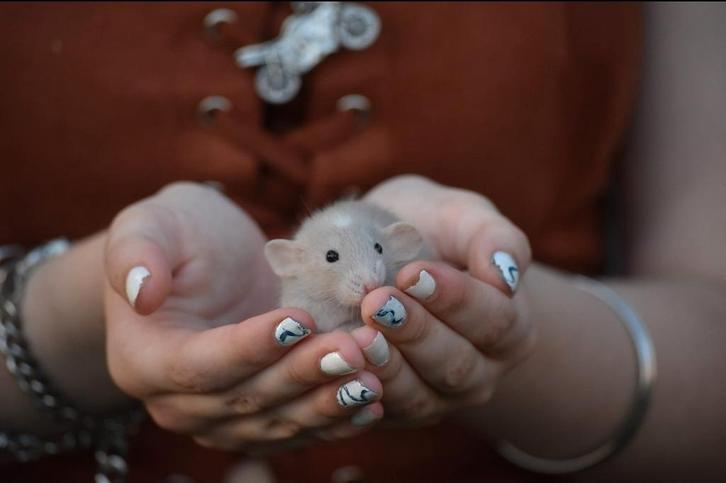 Lieve ratjes / rittens zoeken nieuwe thuis ., Dieren en Toebehoren, Knaagdieren, Meerdere dieren, Rat, Januari, Tam