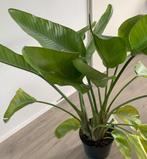 Paradijsvogel plant (Strelitzia nicolai), Groene kamerplant, Ophalen, Overige soorten, 100 tot 150 cm