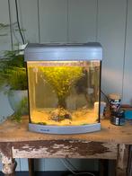 Klein aquarium met twee neon tetra’s en een algeneter, Ophalen of Verzenden, Gevuld zoetwateraquarium
