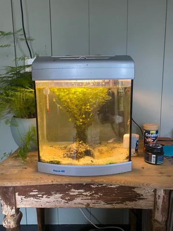 Klein aquarium met twee neon tetra’s en een algeneter beschikbaar voor biedingen