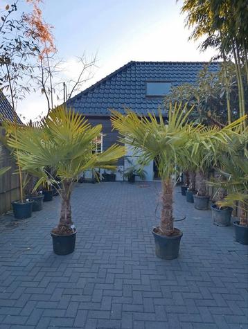 Trachycarpus fortunei  beschikbaar voor biedingen