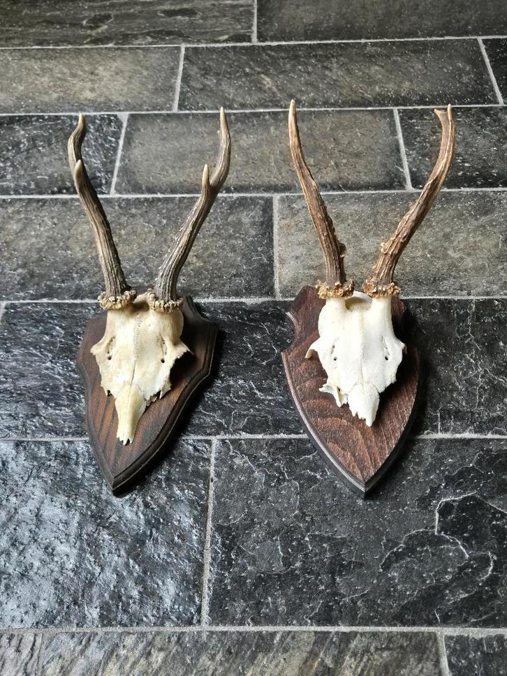 2 Mooie ree geweien samen € 21 jacht mancave overkapping f27, Verzamelen, Dierenverzamelingen, Gebruikt, Gewei of Kop, Hert, Ophalen of Verzenden