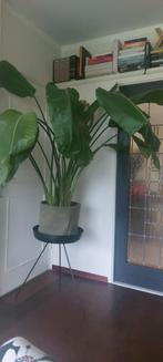 Strelitzia Nicolai - Paradijsvogel plant in mooie pot, Overige soorten, In pot, 150 tot 200 cm, Groene kamerplant