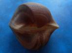 Schelpen: Cucullea labiata Lightfoot f++ 82mm, Verzenden, Schelp(en)