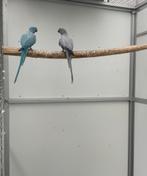 Opaline bont halsband parkiet halsbandparkiet kweekkoppel, Dieren en Toebehoren, Vogels | Parkieten en Papegaaien, Meerdere dieren