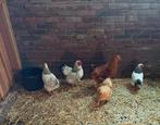 wyandotte columbia kriel, Dieren en Toebehoren, Pluimvee, Vrouwelijk, Kip