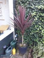 Cordyline australis in grote pot, Minder dan 100 cm, Volle zon, In pot, Overige soorten