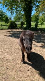 Mini shetlander merrie, Dieren en Toebehoren, Merrie, A pony (tot 1.17m), Recreatiepony, 11 jaar of ouder