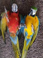 Ara koppel (6&5 jaar), Dieren en Toebehoren, Vogels | Parkieten en Papegaaien, Vrouwelijk, Papegaai, Geringd