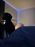 Duitse Staander, 2 jaar, teefje, nog niet geholpen, Dieren en Toebehoren, Duitse Staande hond, 1 tot 2 jaar, Teef, Eén hond