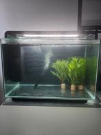 Superfish home 65 aquarium in topstaat, Dieren en Toebehoren, Ophalen of Verzenden, Leeg aquarium